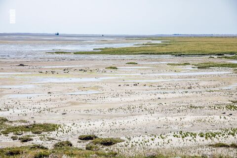 Salzwiesen-Wattenmeer.jpg