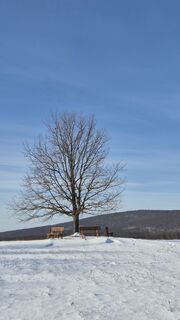 Fotografija s spletne strani Antonietta Havasi na poti