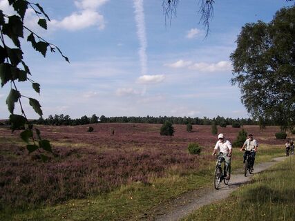 blühende-heide-oberhaverbeck-radtour
