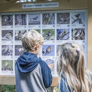 Waldlehrpfad, Vogelstimmen