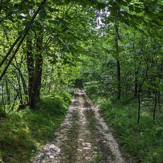 Pfad im Wald