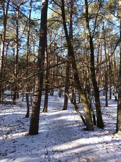 Winterwandern im Pfälzerwald