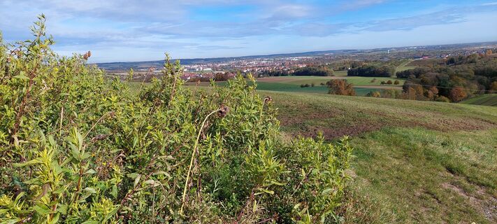 Blick auf Öhringen