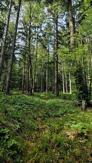 Fotografija s spletne strani Stefan Holzinger na poti