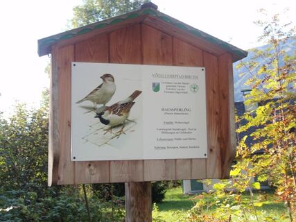 Der Sperling, bei uns heißt er einfach "Spatz", einer der häufigsten Vögel bei uns