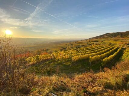 Herbstliche Stimmung im Weinland Traisental