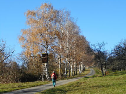 Birkenallee bei Krummhardt