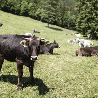 Kühe weiden auf den Wiesen der Malga Nambi