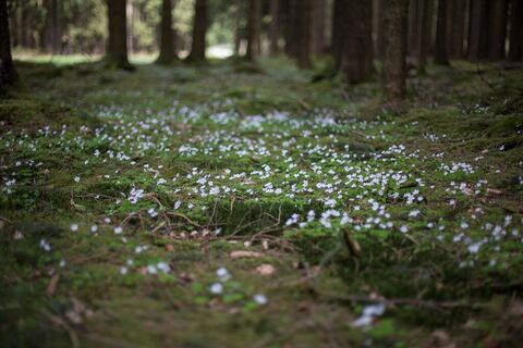 Mehr Waldblumen