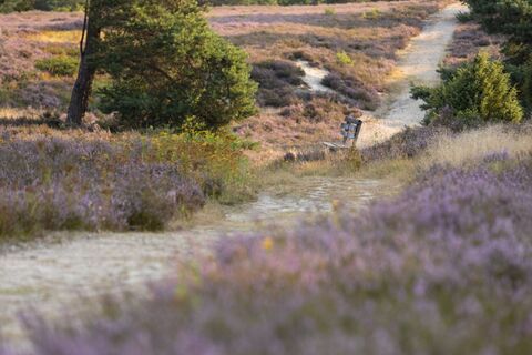 Schwindebecker Heide