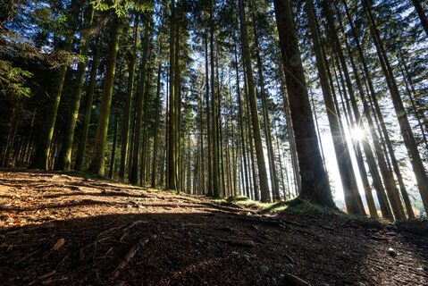 Foto Tourismus Hausruckwald/Andreas Zopf: Foto eines Waldes. Durch die B?ume scheint die Sonne.