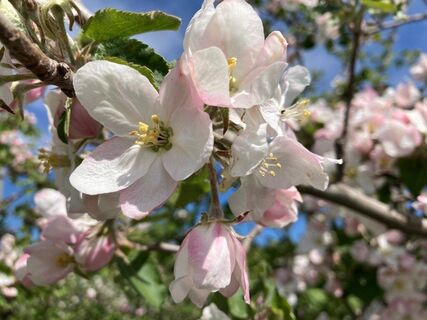 Apfelblüten