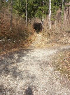 Hier geradeaus auf den Waldweg