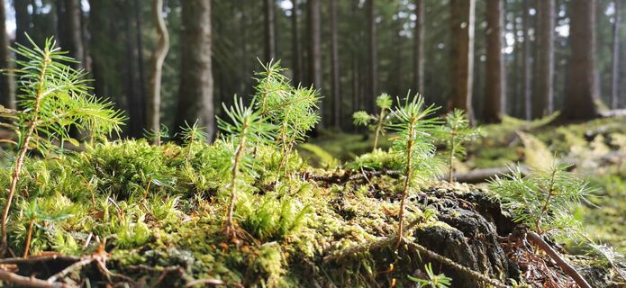 Kuva osoitteesta Klaus Lehner matkan varrella