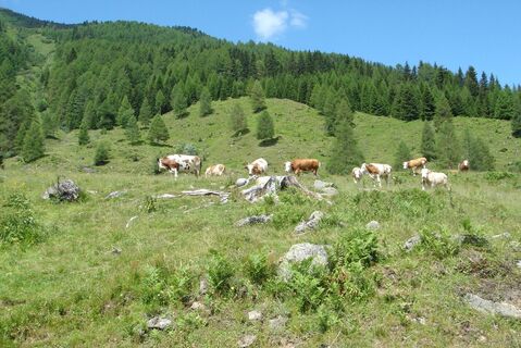 Mühldorfer Alm