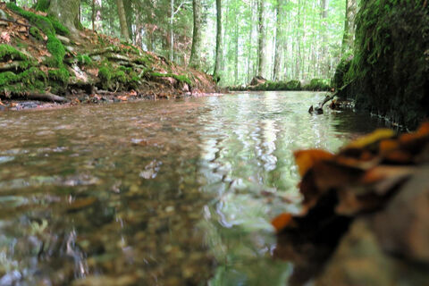 Am Heidenwuhr