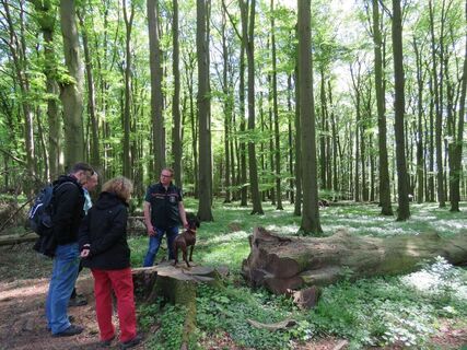 Unterwegs auf dem Buchen-Wildnis-Pfad