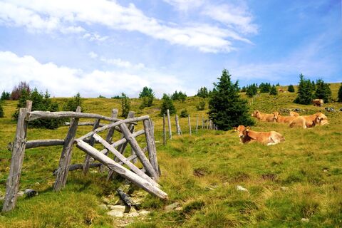Kühe auf der Vorauer Schwaig _St. Lorenzen am Wechsel_Oststeiermark