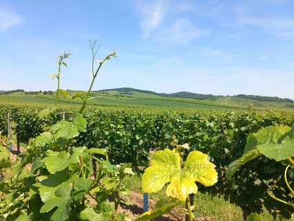 Blick durchs Weinlaub auf die sanft hügeligen Weinberge von Neckenmarkt.