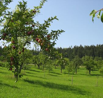 Hochzeitsbaumwiese