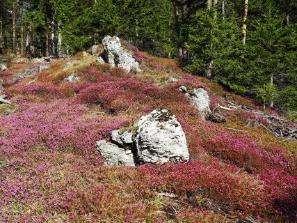 Erikablüte am Wolfsbergkogel