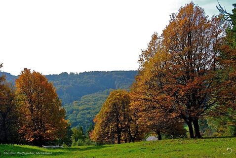 Elsbeerhain am Gritschenberg