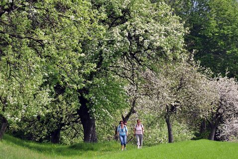 Unterwegs im Hirschbirnland Pöllauer Tal