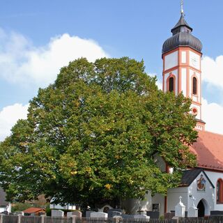Edigna-Linde