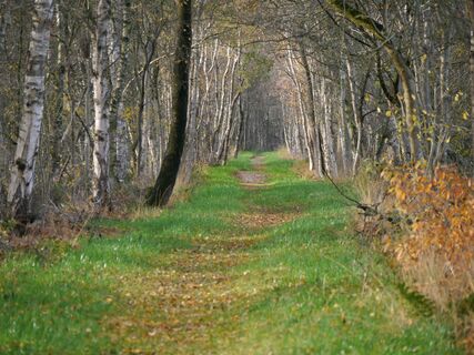 Neuer Fußweg  am Dänikhorster Moor