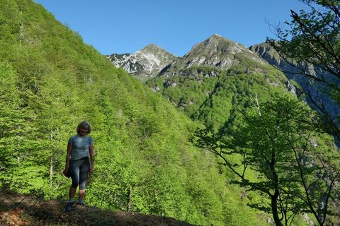 Der untere Teil des Weges führt schön durch Buchenwälder.