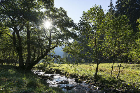 Bachlauf in Willingen-Stryck