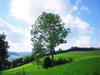 St. Oswald Natur