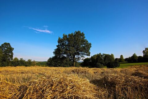 Feld