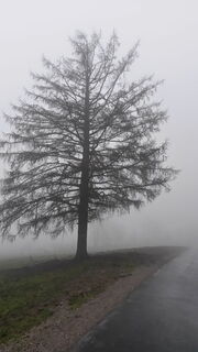 Aufstieg Hochberg, Richtung Forsthof