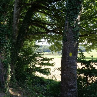 Wegmarkierung gelbes Quadrat