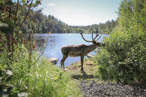 Achten Sie auf Rentiere auf dem Kalliolampi XC Radweg, Ruka, Kuusamo