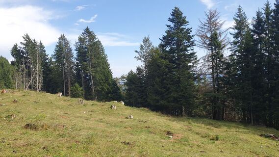 Fotografija s spletne strani Anica varga na poti