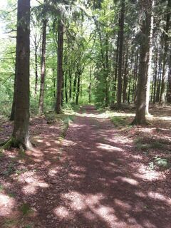 Schöne Wege durch den Wald