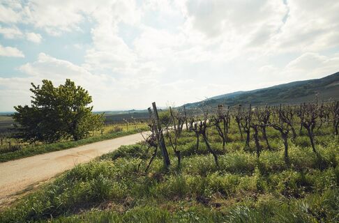 Weingartenradweg
