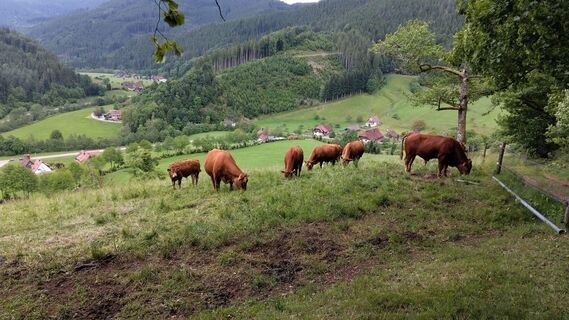 IMG_20260520_uf dem Klima-Wandelpfad begleiten euch deshalb unterschiedliche Lebewesen an den verschiedenen Stationen.125352_Mittel