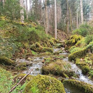 Pure Natur am Hirschgraben
