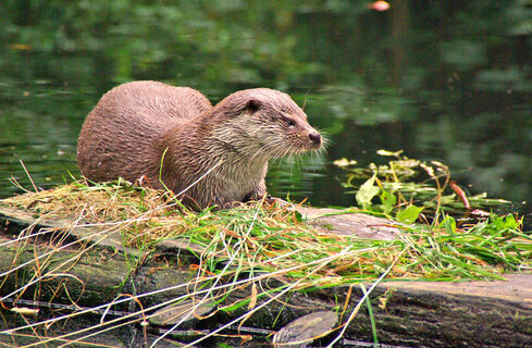 Otter im Otter-Zentrum Hankensbüttel