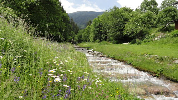 Berger Bach mit Blumenmeer