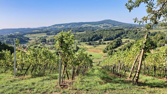 Blick von Kapfenstein auf die Gleichenberger Kogeln - unser erstes Ziel