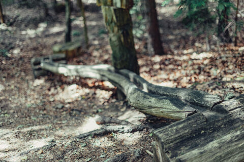 Märchenwald Tännli