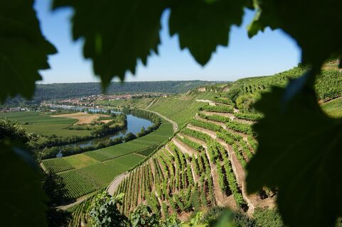 Neckarschleife bei Mundelsheim