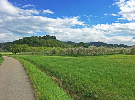 Obstplantagen im Renchtal