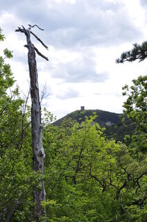 Photo de Kellner Heidi le long du parcours