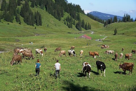 Alpe Kanis Mellau