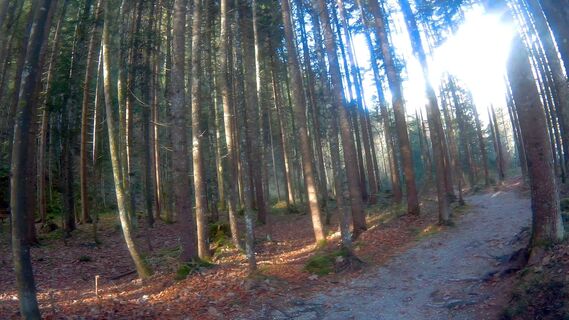 Trail-Running